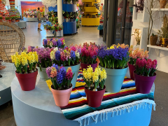 Highlighted image: Keukenhof hyacintenshow seizoen 2022